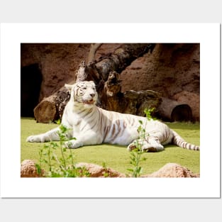 White Tiger (Bengal) Posters and Art